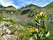 38 Gentiana punctata al Lago di Sopra (2095 m)